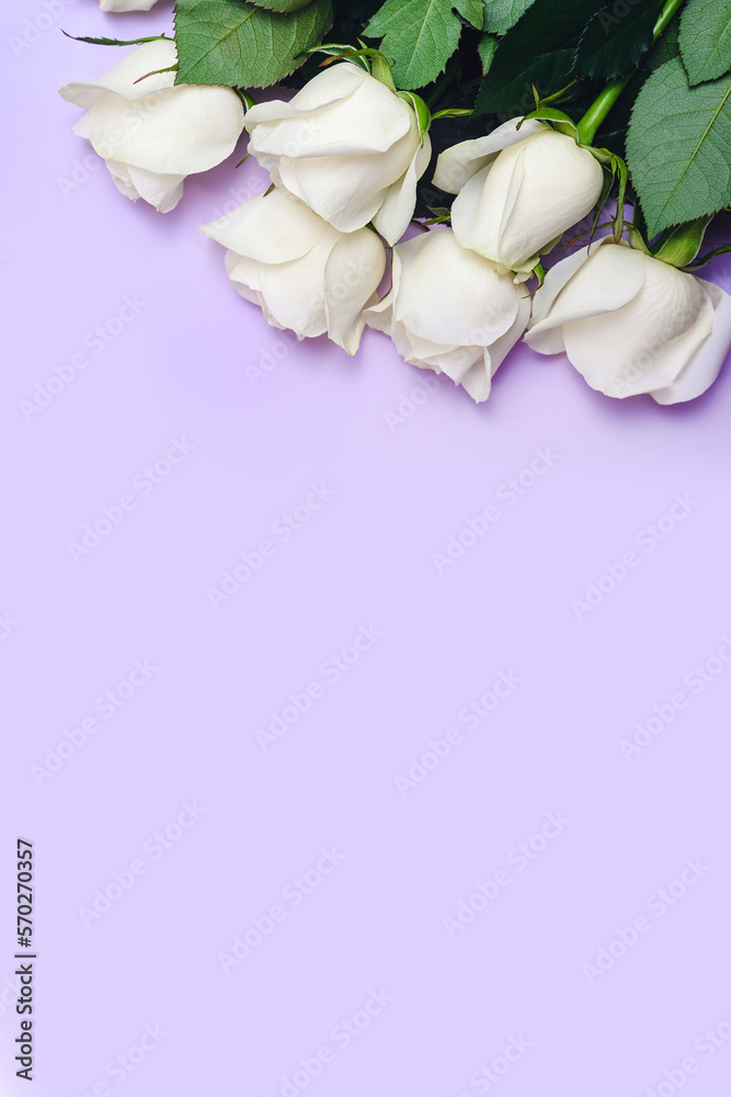 Fototapeta premium vertical background: bouquet of white roses on lilac background, copy space from below