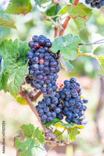 Close-up blue wine grapes hang on a vine plant in a wine country during autumn, green leafs around the grapes