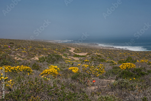 Coastal Namaqualand Spring Flowers 12298