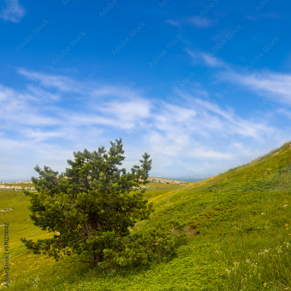 alone pine tree growth on the green mount slope