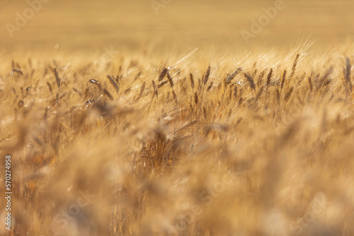 wheat field in the light of the sunset 
