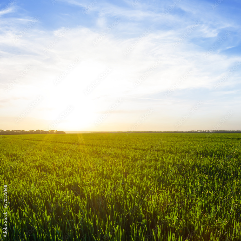 summer green rural wheat field at the sunset, seasonal agricultural background