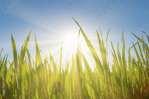 closeup green grass sprouts in light of sparkle sun, natural rural agricultural background
