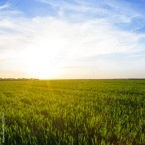 summer green rural wheat field at the sunset  seasonal agricultural background