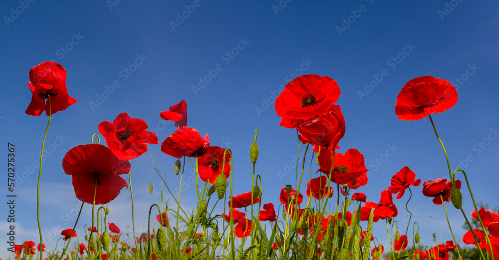 Obraz premium red poppy flowers on blue sky, beautiful summer natural flower background