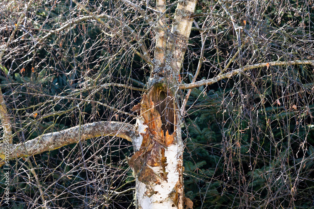 Birch trunk with hollowed out cavity. Woodpecker damaged tree.