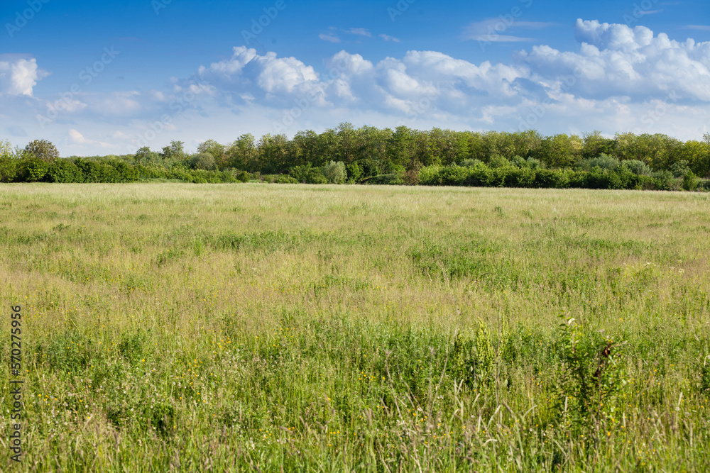 Grass field, set aside, a fallow field, uncultivated, with its typical green color, at spring, with some trees blooming and blossoming in Voivodina, the most agricultural part of Serbia..