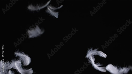 Beautiful texture of many flying white feathers  for using in composition,  on black background isolated. Screen mode for blending or transitions.  Slow motion 200 fps