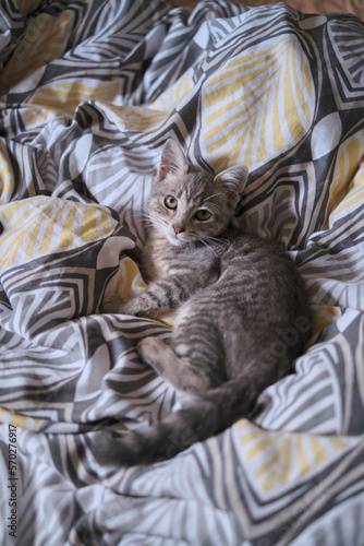 cat sleeping on the bed
