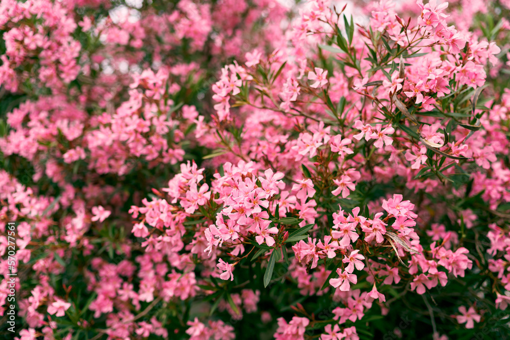 Oleander bush blooms with pink flowers. Close-up
