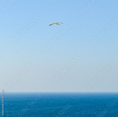 seagull in flight