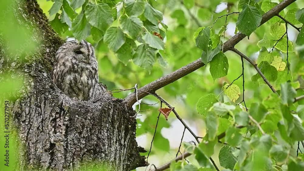 Tawny owl on tree trunk with strong wind (Strix aluco) Tawny owl on tree trunk with strong wind (Strix aluco)