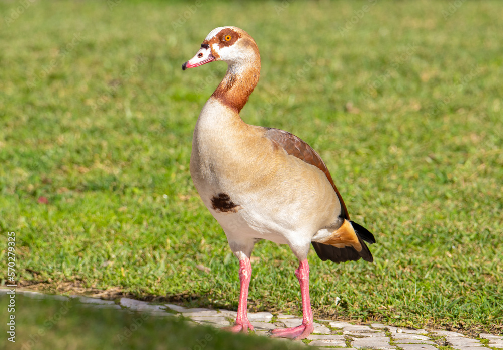 A close-up of a Nile goose on the ground A close-up of a Nile goose on the ground