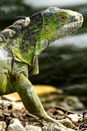 Iguana is a genus of lizard that lives in the tropics. Anolis carolinensis or green anole is a species of tree-dwelling anole lizard  macro lizard  macro iguana  nature