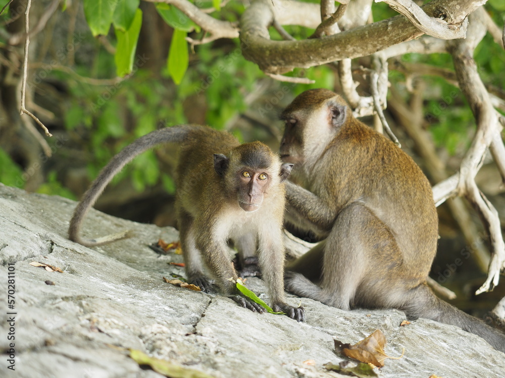 Obraz premium monkey beach in thailand phi phi