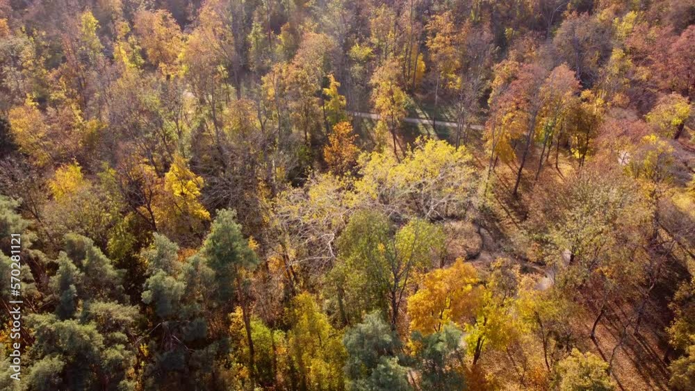Flying over trees with yellow and green leaves in a park with dirt paths and people walking on a sunny autumn day. Forest wood woodland nature natural sunlight sunshine. Aerial drone view. Top view. Flying over trees with yellow and green leaves in a park with dirt paths and people walking on a sunny autumn day. Forest wood woodland nature natural sunlight sunshine. Aerial drone view. Top view.
