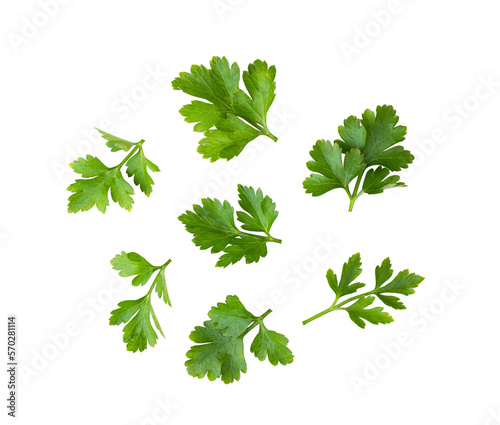 Parsley isolated on transparent png