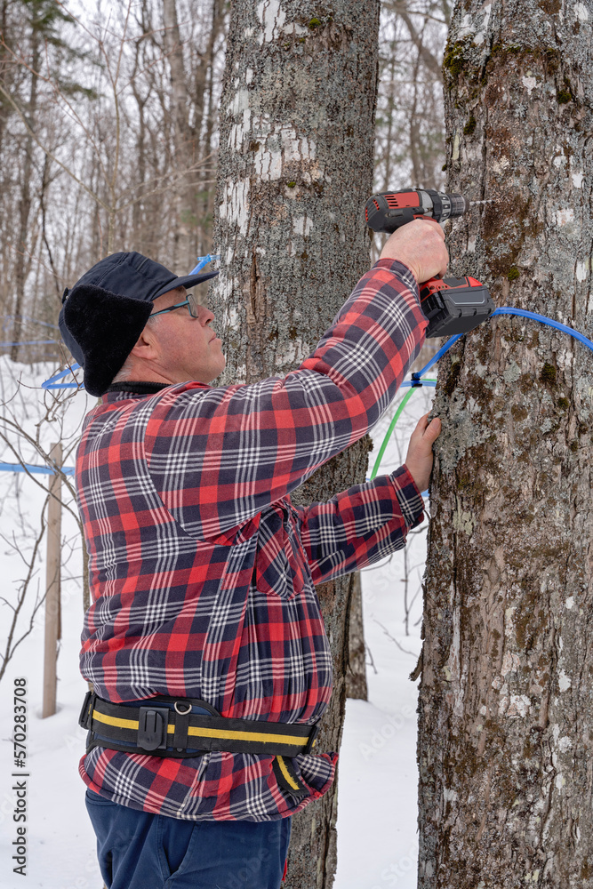 Foto de Tapping maple tree, maple tree tapping or how to tap a maple