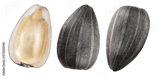 set of sunflower seeds isolated on a white. the entire image in sharpness.