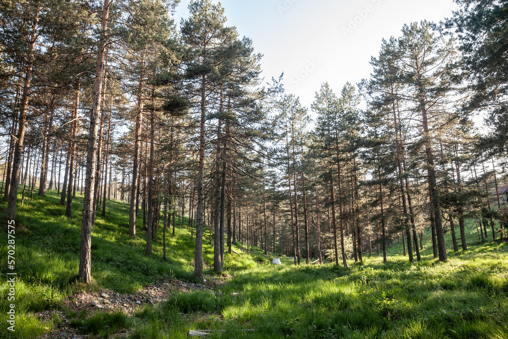 Pine and fir trees in a typical mountain forest in the balkans mountains in Divcibare, Serbia, in deep woods, in Europe.. Pine and fir trees in a typical mountain forest in the balkans mountains in Divcibare, Serbia, in deep woods, in Europe..