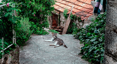 beautiful cat in the narrow old town street, stone buildings, village, red roof