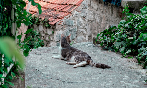 lovely gray white cat lying in the street of old town or village with stone houses