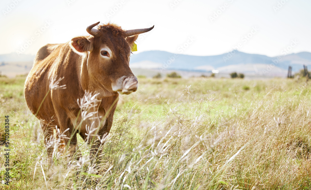 Cow, farm and mockup with a cattle eating in a field for agriculture or sustainability in nature. Animal, bull and dairy or beef farming with a bovine mammal grazing on natural growth outdoor Cow, farm and mockup with a cattle eating in a field for agriculture or sustainability in nature. Animal, bull and dairy or beef farming with a bovine mammal grazing on natural growth outdoor