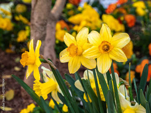 Yellow daffodil flowers blooming in spring