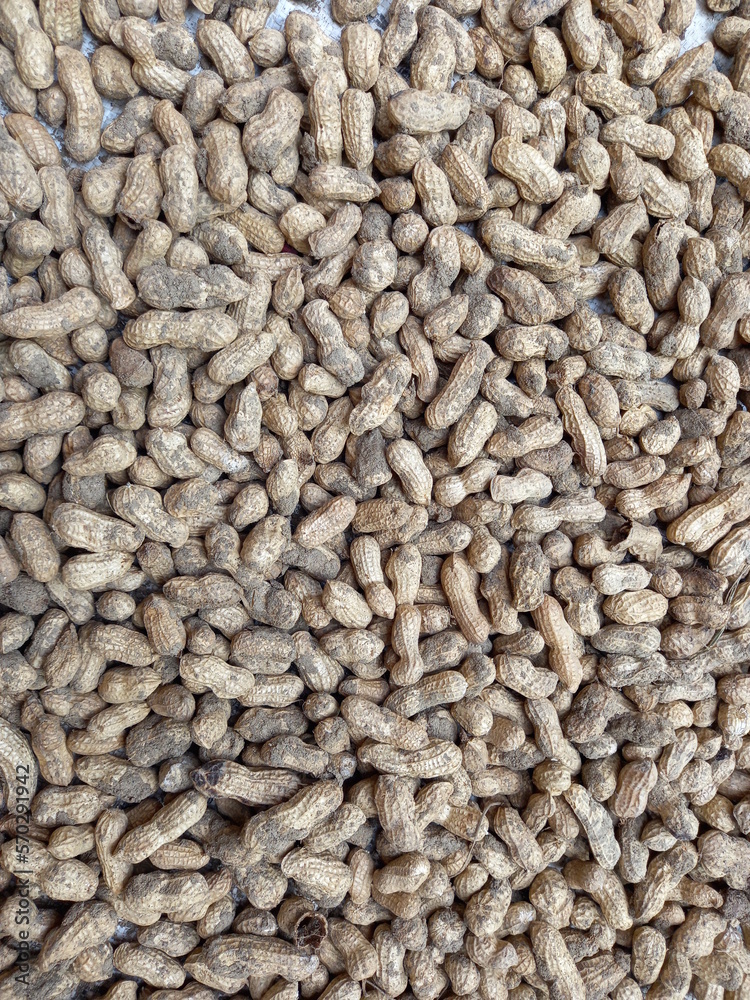 unpeeled peanuts texture. peanut background unpeeled peanuts texture. peanut background