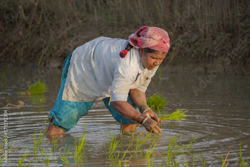 indian senior lady working in a ricefield, female farmer wearing full shirt, planting rice on rice field, women working in rice field, farmers planting, rice planting, person walking in the grass © om