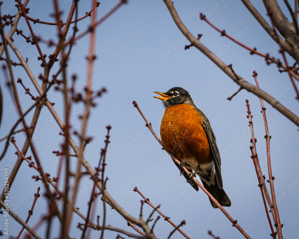 robin on branch robin on branch