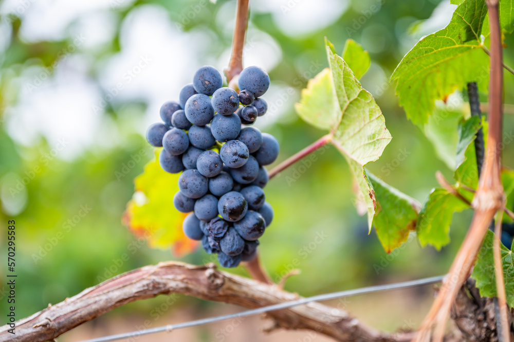 Close-up blue wine grapes hang on a vine plant in a wine country during autumn, green leafs around the grapes Close-up blue wine grapes hang on a vine plant in a wine country during autumn, green leafs around the grapes