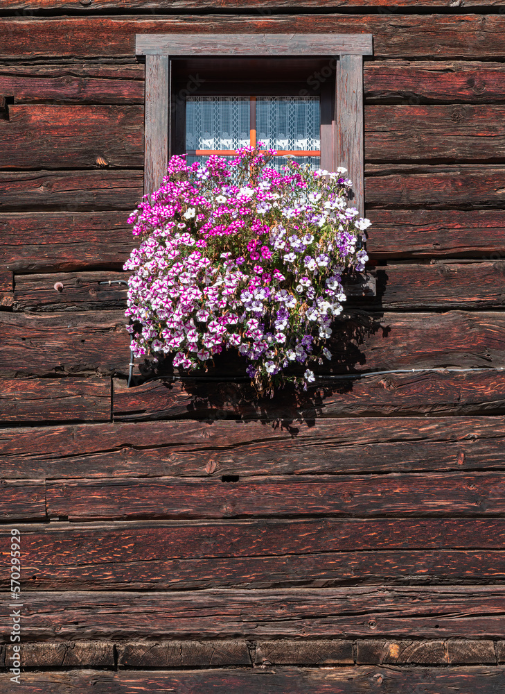 Fototapeta premium Decorative window flower pot with pink flowers on a wooden wall of historical swiss house