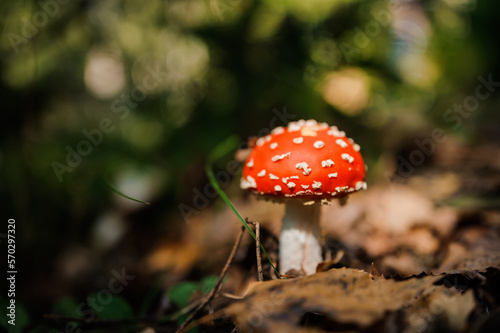 Red fly agaric grows in the forest among the leaves