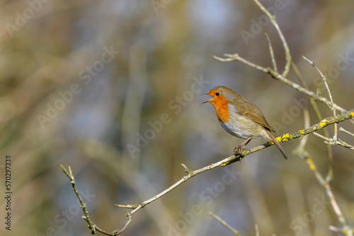 Eurasian Robin, Erithacus Rubecula, Perched on a tree branch, singing. Winter,side view, looking left
