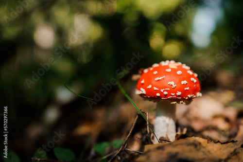 Red fly agaric grows in the forest among the leaves