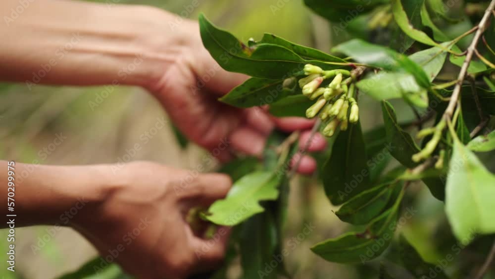 Harvesting clove buds from tree on farm Harvesting clove buds from tree on farm