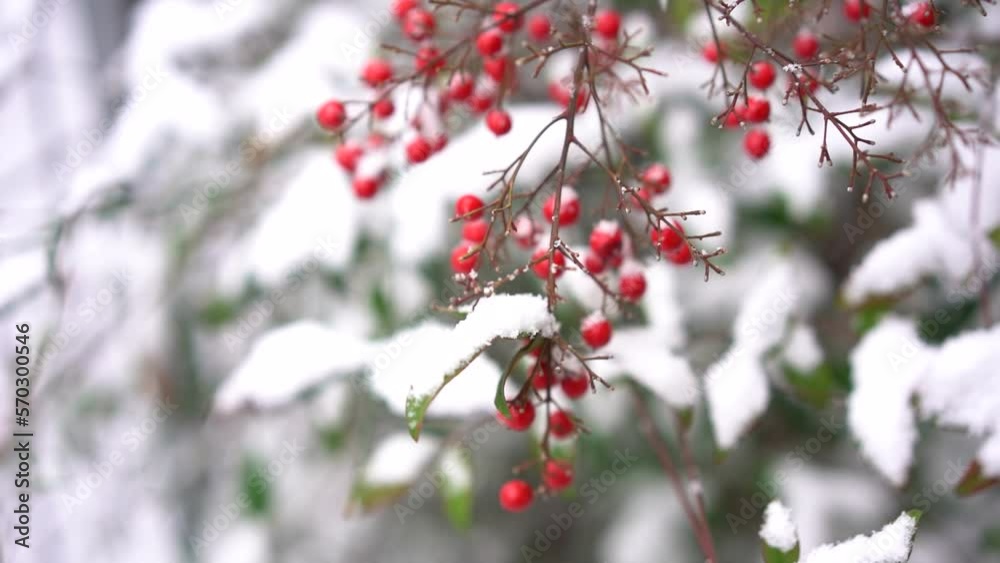 HS 吹雪く風に揺れるモチノキ_1