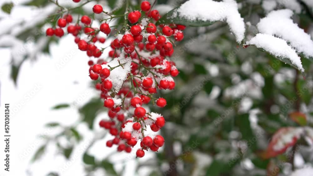 4K 吹雪く風に揺れるモチノキ_3