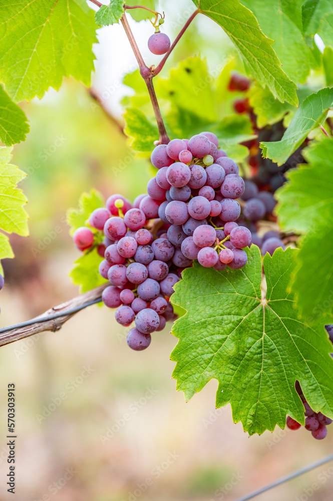 Close-up purple wine grapes hang on a vine plant in a wine country during autumn, green leafs around the grapes Close-up purple wine grapes hang on a vine plant in a wine country during autumn, green leafs around the grapes
