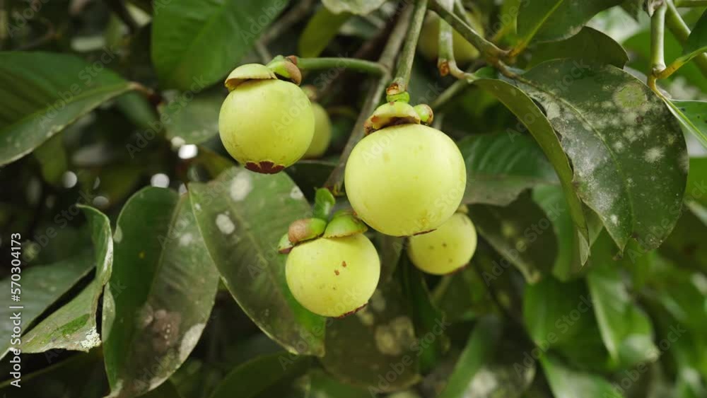 Dolly in, queen of fruit on tree. Organic tropical farming. Mangosteen Dolly in, queen of fruit on tree. Organic tropical farming. Mangosteen