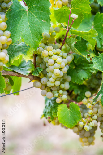 Wallpaper Mural Close-up bright yellow wine grapes hang on a vine plant in a wine country during autumn, green leafs around the grapes Torontodigital.ca