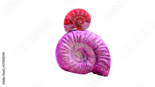 Sea snail shell isolated on white background. Clipping path