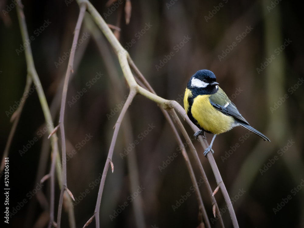 Fototapeta premium A Great Tit perched in the branches of a willow tree in winter, it's head is turned around to the right, copy space to the left.