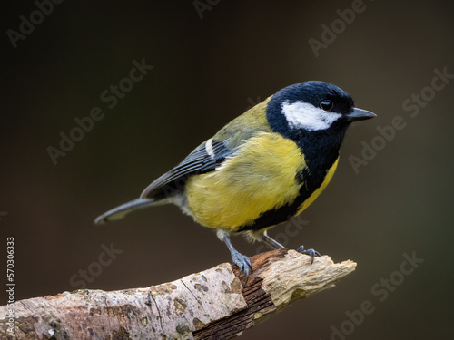 A side view of a Great Tit perched on a branch facing to the right, against a plain brown background which has copy space.