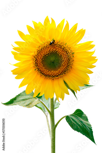 Fototapeta Naklejka Na Ścianę i Meble -  Sunflower and insect.