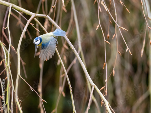 A Blue Tit flying in front of the branches of a willow tree in winter, copy space to the right.