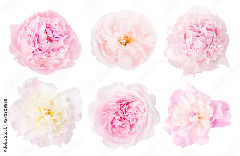 Collection of pink white flowers isolated on white background. Selection of Peony, Rose.