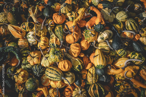 Pumpkin ornamental gourds background, lots of different colored small pumpkins lie on top of each other in october