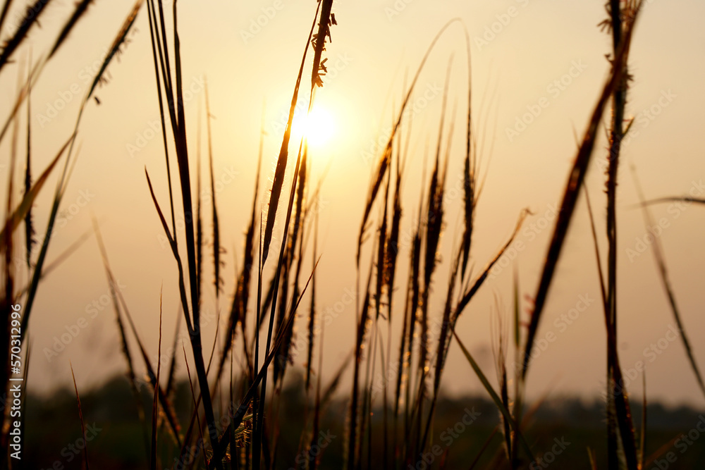 Silhouette flowers grass sunset background Silhouette flowers grass sunset background